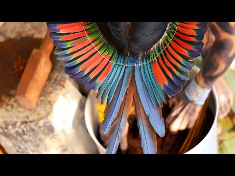 História tradicional Huni Kuī - O surgimento da sagrada medicina Nixi Pae (Ayahuasca)