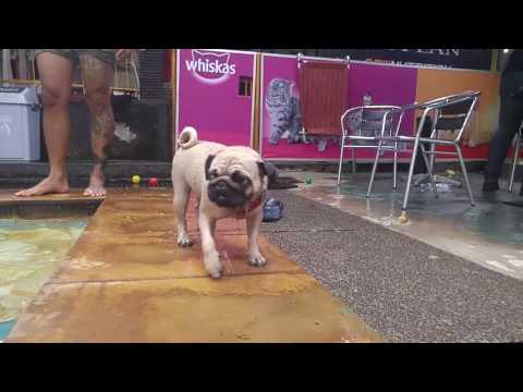Dog Swimming (Pug and French Bulldog)