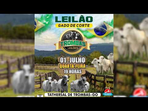 LEILÃO  GADO DE CORTE TROMBAS LEILÕES - TROMBAS GOIAS  - 01 / 07 / 2026