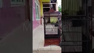 Download lagu Cendet Full Tembakan Platuk Bawang Sambung Tengkek Buto, Tanpa Jeda!! mp3