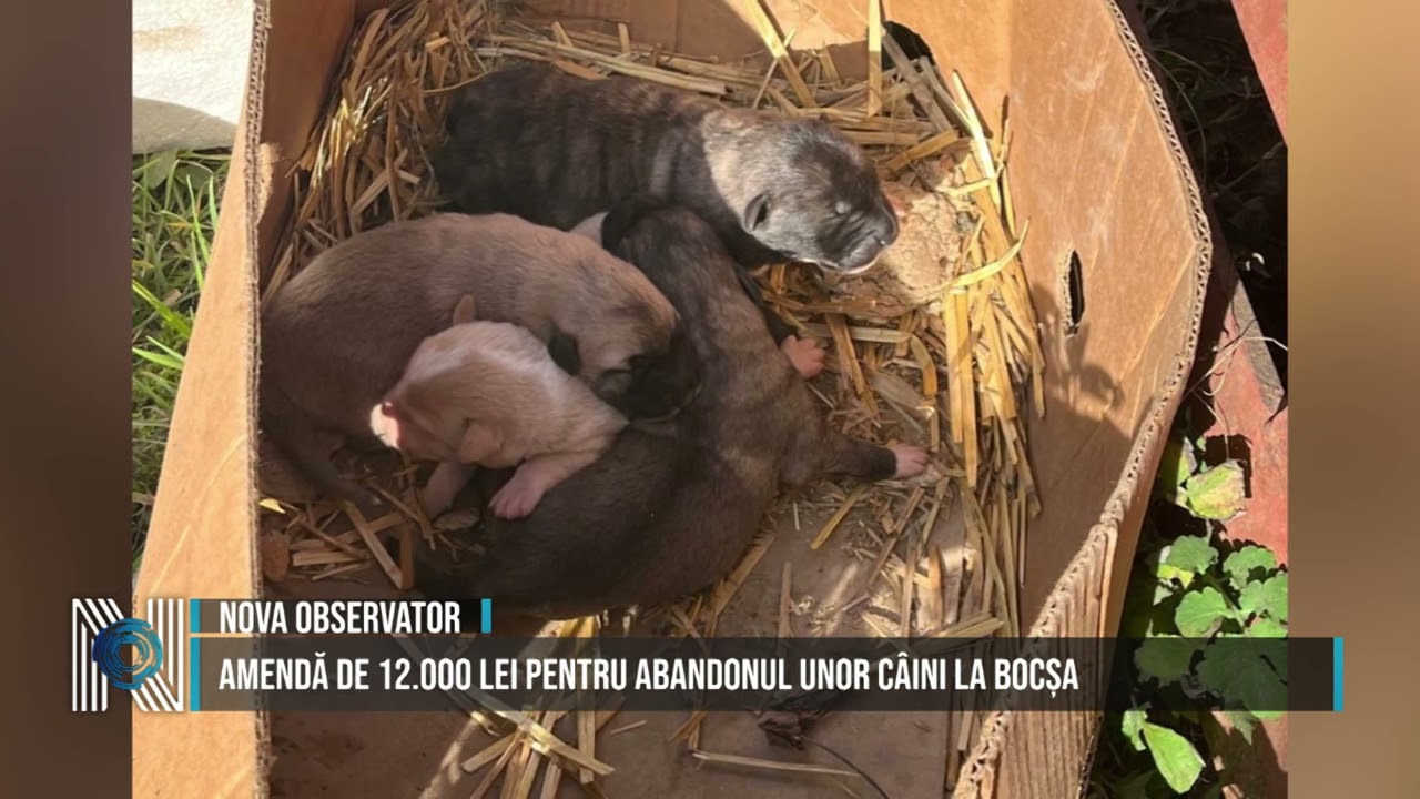 Amendă de 12.000 lei pentru abandonul unor câini la Bocșa