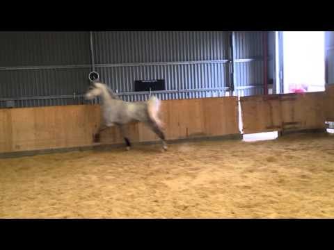 Nil Del Guado, straight egyptian stallion