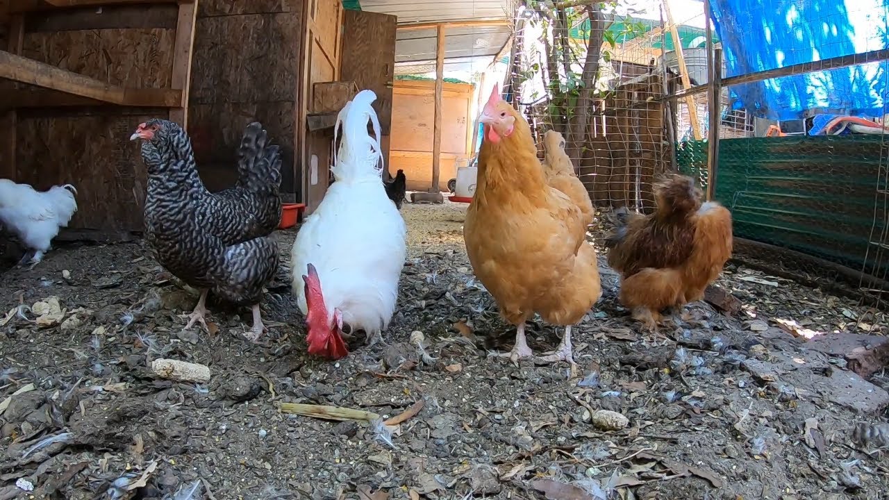 Chickens Scratching, Digging, Pecking, Dirt Bathing Compilation!