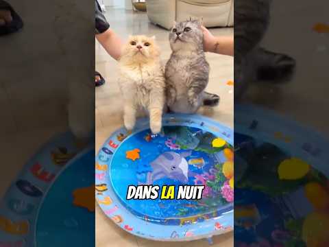 Ce Chat A Transformé Un Lit D’Eau En CATASTROPHE NOCTURNE