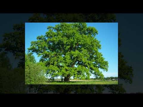 Danutė Neimontaitė ir Rimantas Cininas - Obelėlė ir upelis