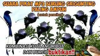 Download lagu SUARA PIKAT MP3 BURUNG SRIGUNTING RIBUT (TARUNG) PALING AMPUH #suaraburung mp3