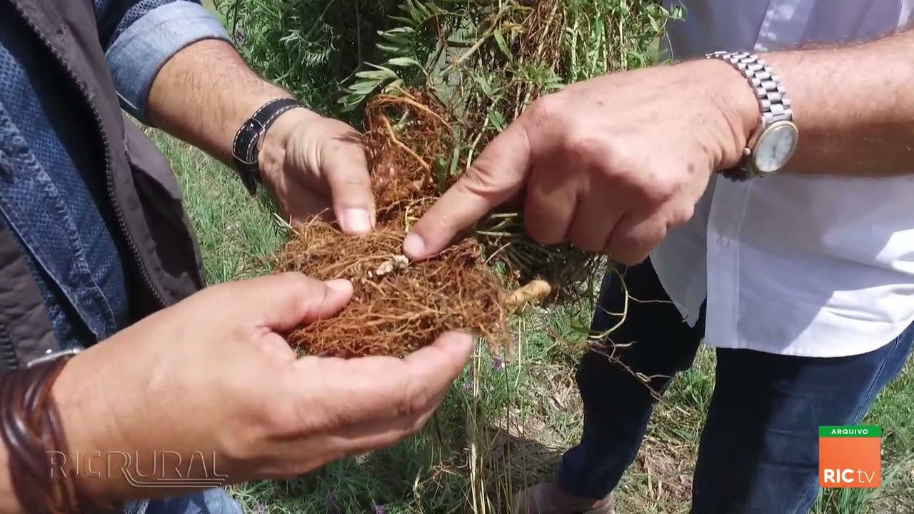 Reportagem especial sobre ILPF, integração lavoura, pecuária e floresta