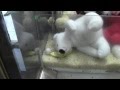 Illegal Sitting Duck- Journey to the Claw Machine ...