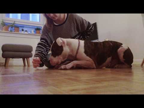 Teaching the Freeze - Nosework