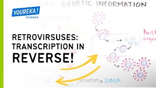 Retroviruses: Transcription in Reverse!