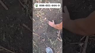 Novi valjak za sjeckanje | Slika 4 - Agroline