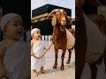 2 Year Old Baby Boy With Bakra Recites Labbaik At The Kaaba Cutest Hajj Moment Ever Hajj