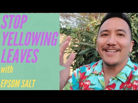 Stop Yellowing Leaves with Epsom Salt in your Garden!