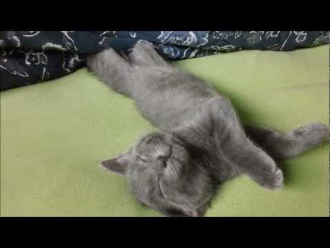 Kittens Sleeping Under The Blankets