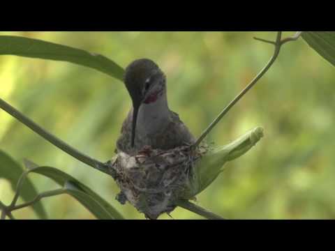 image-How long does it take a hummingbird to build a nest?