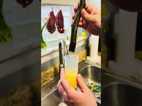 I Tested EVERY Rooting hormone… The Results Will SHOCK You! 🌱🤯