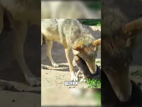 Волкодав стал батей и ПРОИГРАЛ🐺😂