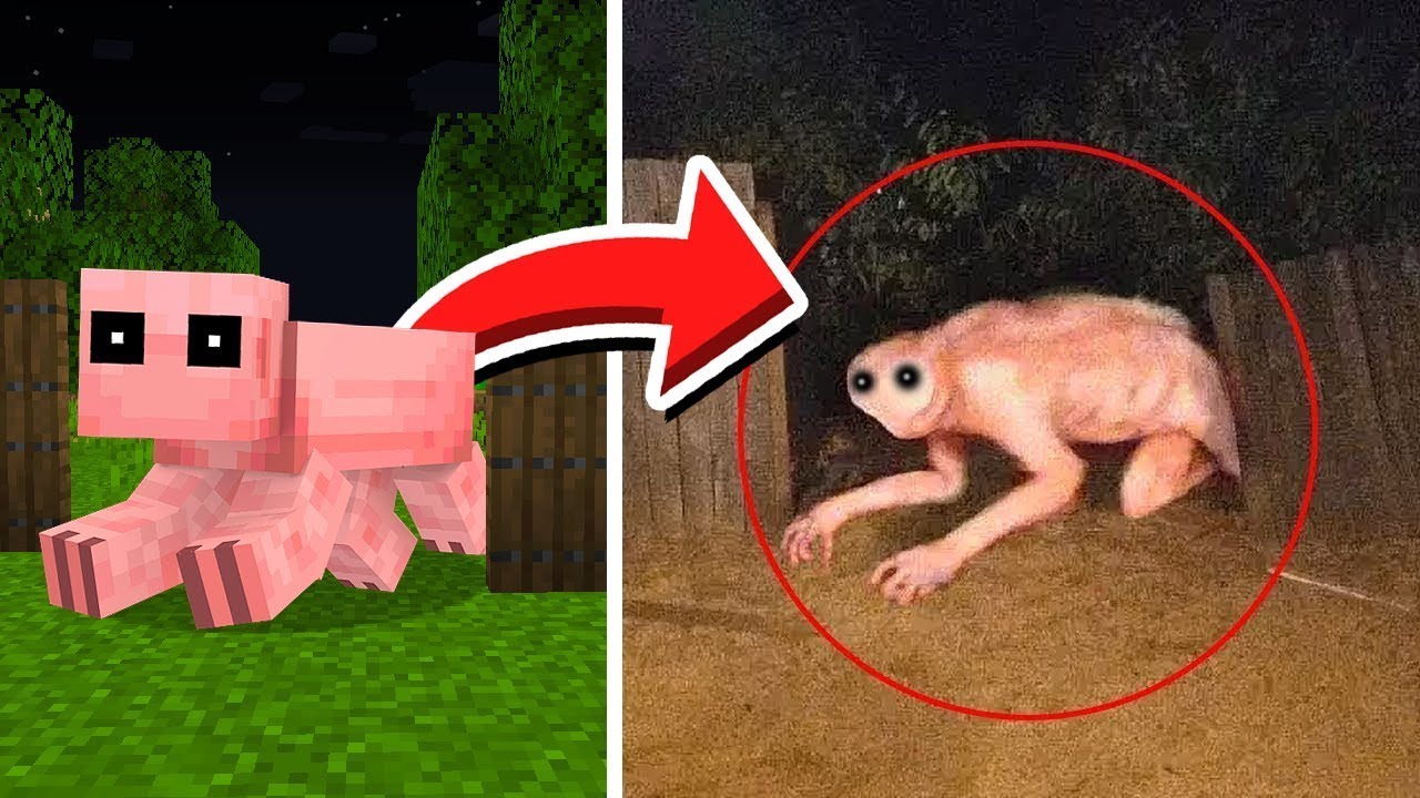 Mobs de Minecraft CAPTADOS EN LA VIDA REAL 😱