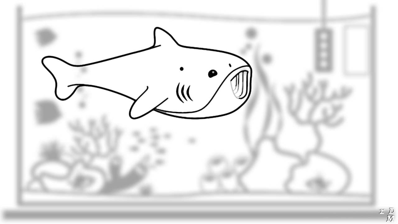 Whale Shark Drawing