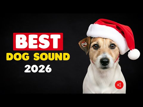Best Dog Sounds for 2026  - Make Your Dog Perk Up!