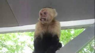 preview picture of video 'Up Close with White-Faced Capuchin Monkeys in Costa Rica'