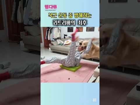 복근 운동 중 방해하는리트리버의  최후  #골든리트리버 #강아지일상 #강아지웃긴영상#goldenretriever#dogshorts#funnydog#dogvideo#shorts