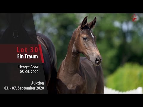 Online-Auktion v. 03. - 07.09.2020 Lot 30 Ein Traum Hengst v. Escamillo - Sandro Hit