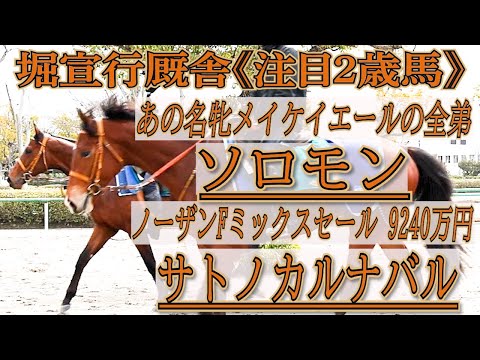 堀厩舎「注目２歳」名牝メイケイエールの全弟《ソロモン》・ノーザンFミックスセール 9240万円《サトノカルナバル》新着レビュー！！【2024年2歳新馬】　トレセンパドックPOG24-25
