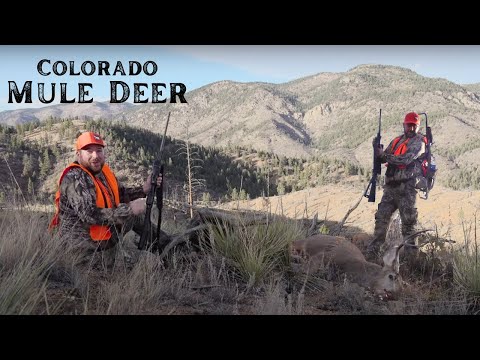 Colorado MULE DEER Hunt | LONG RANGE Shooting