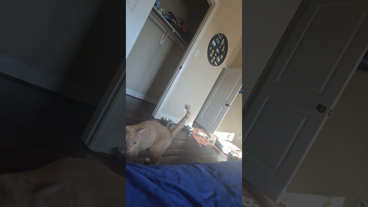 Enlarge Signora Patty Cakes, an adopted Domestic Short Hair in Albany, NY video 5/5