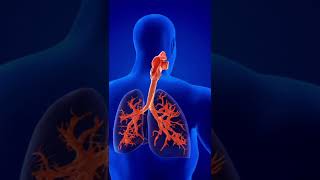 Download lagu VIDEO ORGAN PERNAPASAN MANUSIA mp3 Download lagu VIDEO ORGAN PERNAPASAN MANUSIA mp3
