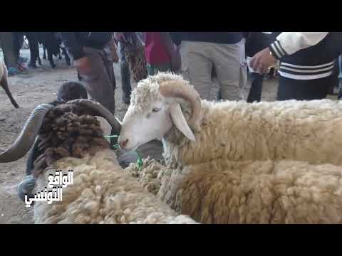 realite tunisienne الواقع التونسي