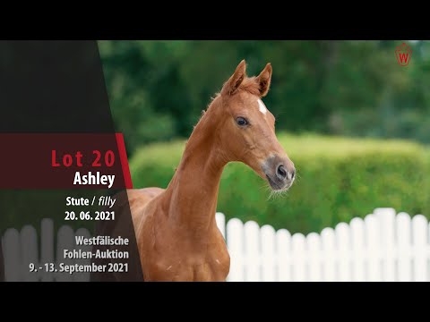 Fohlen-Auktion Lot 20 Ashley Stute v. All at once - Fürst Piccolo