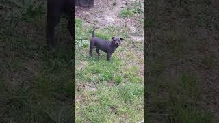 Thai Ridgeback Puppies Videos