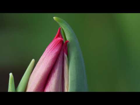 First Start &  lilabella Tulips (мы теплица Лаврики , это наши тюльпаны! =)