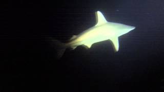 Night dive with sharks New Caledonia