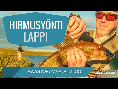 Jättiharjusten iltapäivä | Lapissa kalassa