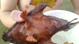 faze tari peste broasca bizar