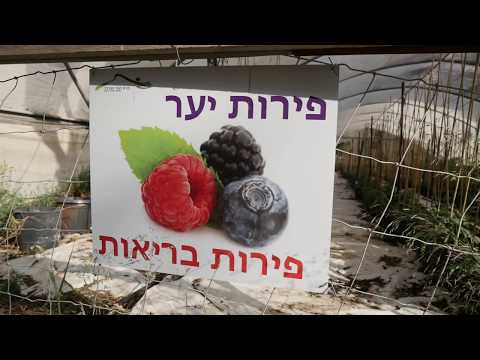 , title : 'גידול פירות  יער בישראל'