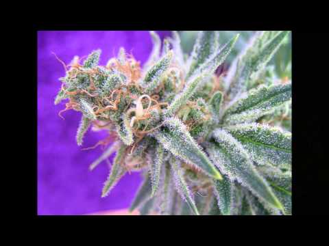 The Weed Nerd Episode #121
