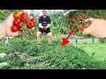 The EASY Way To Grow Tomatoes That Actually WORKS