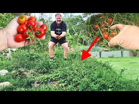 The EASY Way to Grow Tomatoes That Actually WORKS!