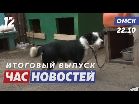 Поддержка приюта / Международный фестиваль «Окно» / Модернизация учебных заведений. Новости Омска