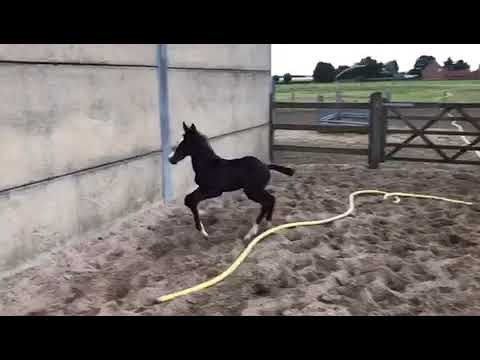 Toto Jr x Jazz x Welt Hit II