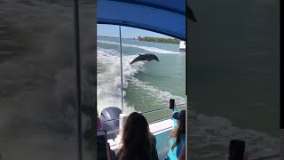 animales Delfines destrás del bote