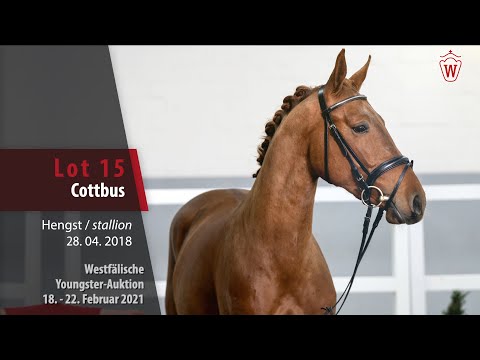 Youngster Auktion 18. - 22. Februar 2021 Lot 15 Cottbus Hengst v. Cola Zero - Potsdam