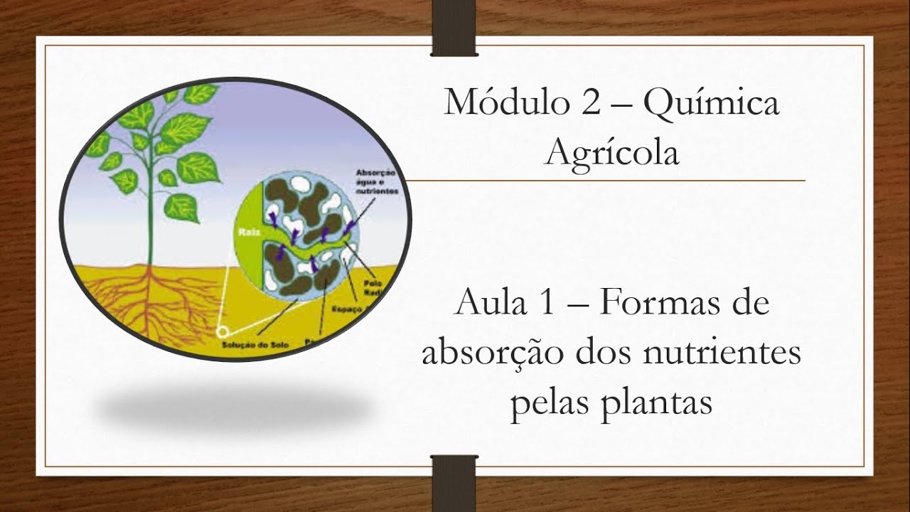 (PARTE 1) Formas de absorção dos nutrientes pelas plantas - Aulas de Solos 2.1