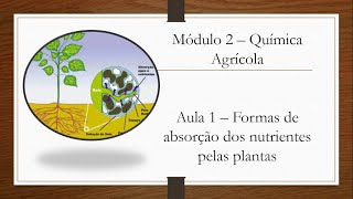 (PARTE 1) Formas de absorção dos nutrientes pelas plantas - Aulas de Solos 2.1