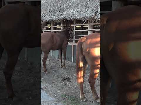 “De rincón olvidado a modelo sostenible: La odisea pecuaria de Mantua| Emprendimiento Cubano”