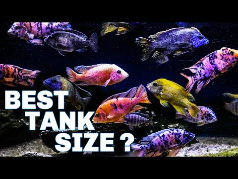 African Cichlids - Which Tank Size Should You Get?